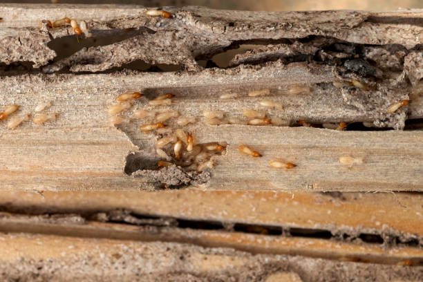 Best Pest Control Near Me  in Hudson, IL